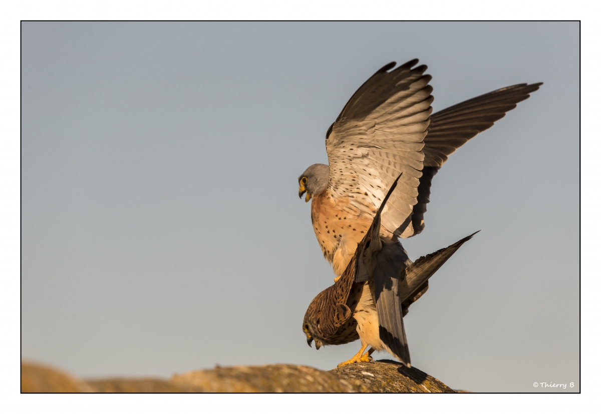 les oiseaux des steppes d’extremadura | Thierry Boukarabila