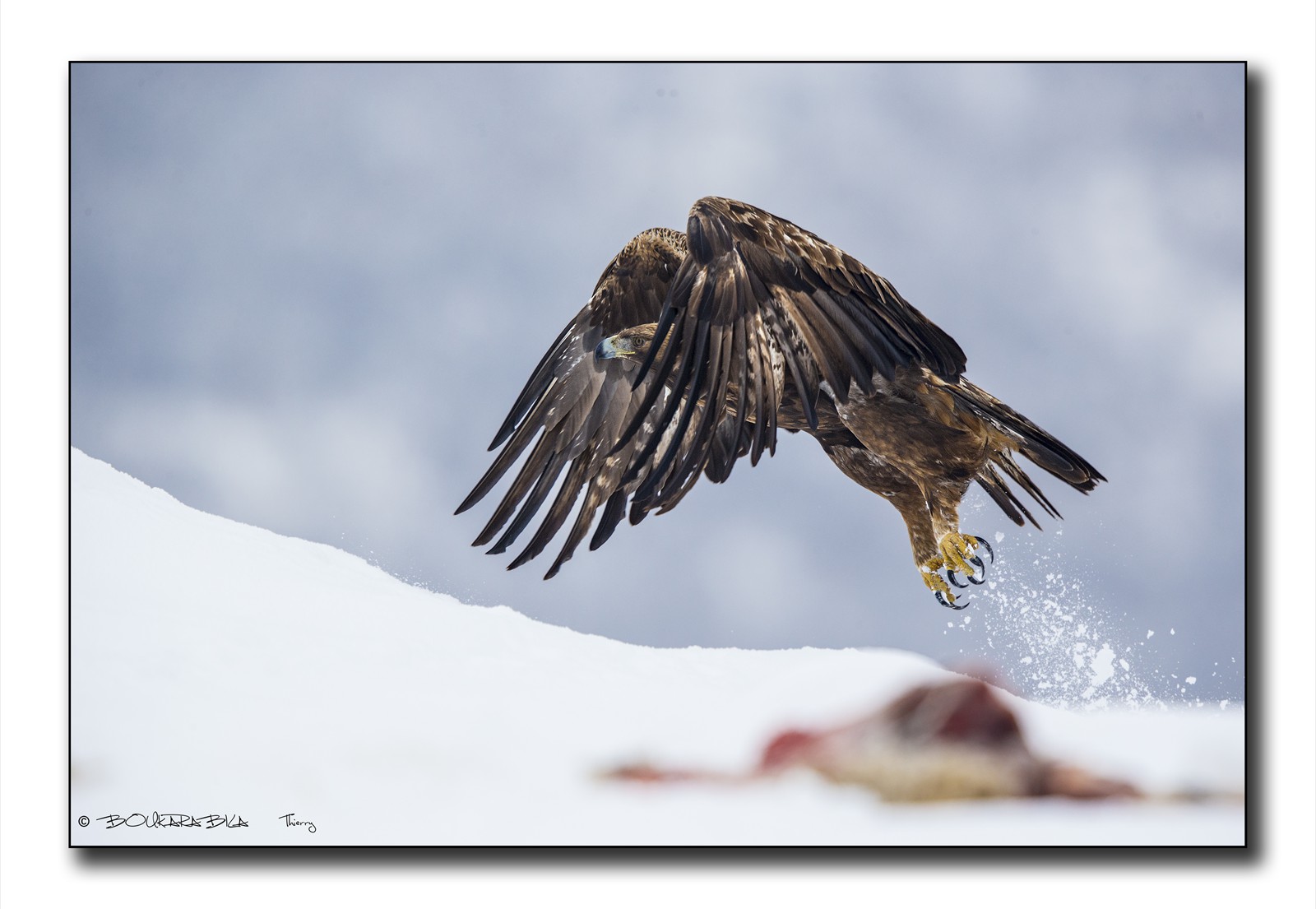 Aigle royal au décollage dans la neige II